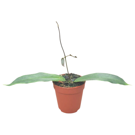 Hoya Archboldiana