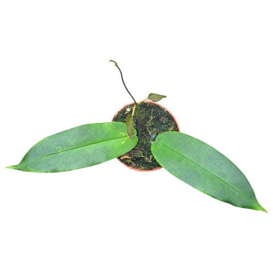 Hoya Archboldiana