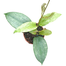 Hoya Macrophylla Silver Splash