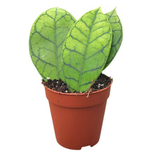 Hoya Callistophylla Kal16