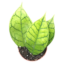 Hoya Callistophylla Kal16