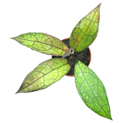 Hoya Clemensiorum Splash