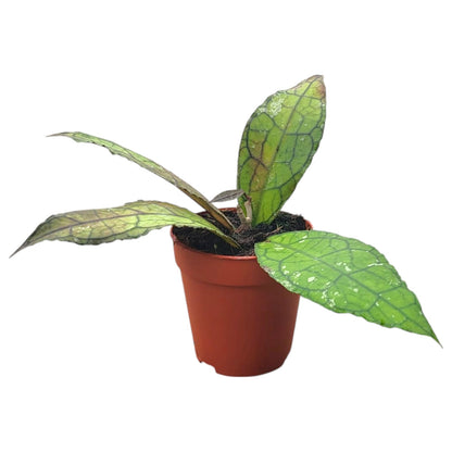 Hoya Clemensiorum Splash