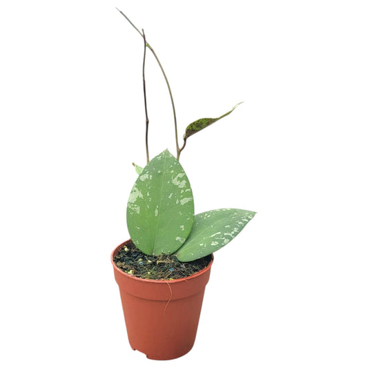 Hoya Glabra Splash