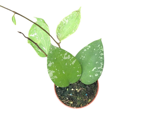 Hoya Glabra Splash