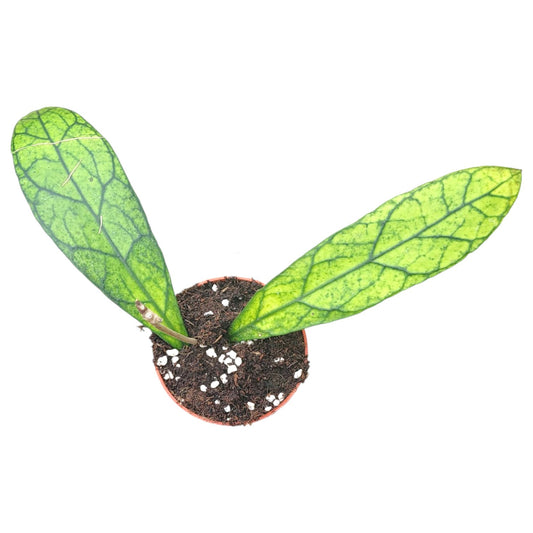 Hoya Clemensiorum Kalimantan (clone 1)