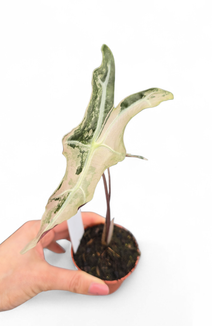 Alocasia Sanderiana Nobilis Variegata Pink