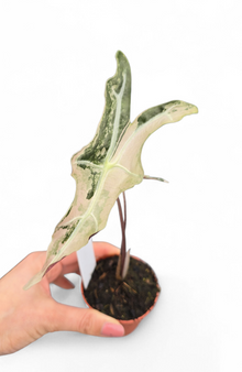 Alocasia Sanderiana Nobilis Variegata Pink