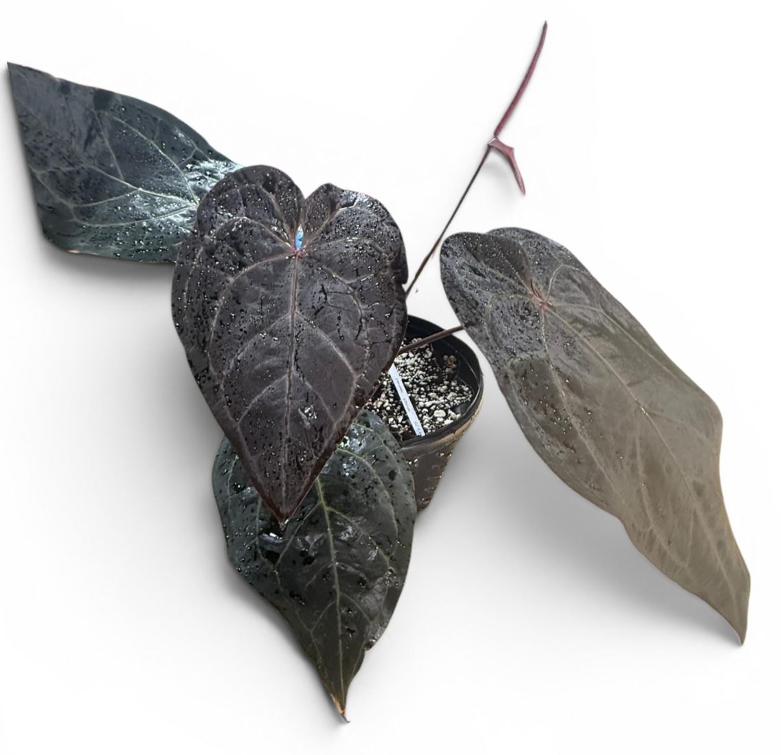 DocBlock Anthurium Dark & Handsome® '9' × Darth Vader® '75'
