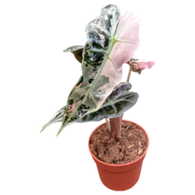 Alocasia Polly Variegata Pink