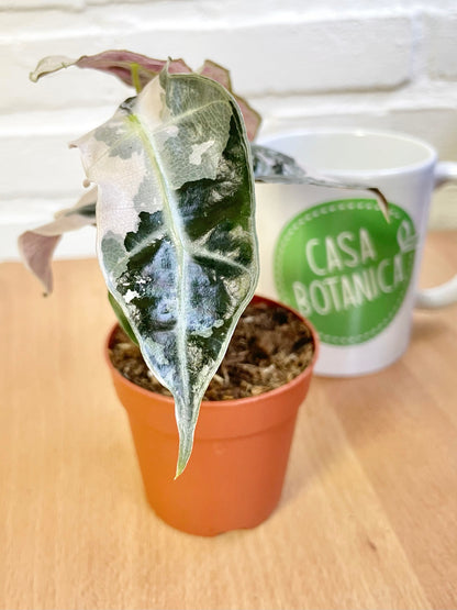 Alocasia Polly Variegata