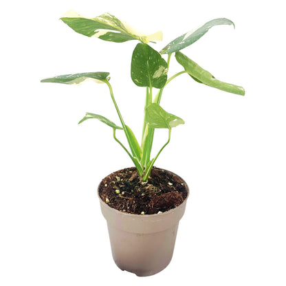 Monstera Thai Constellation