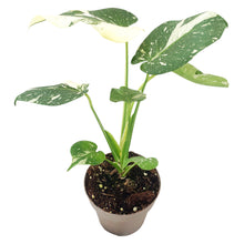 Monstera Thai Constellation