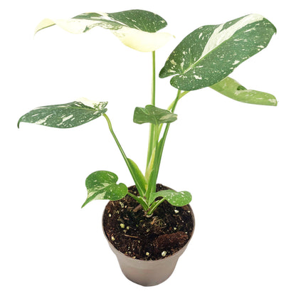 Monstera Thai Constellation