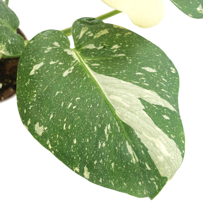 Monstera Thai Constellation