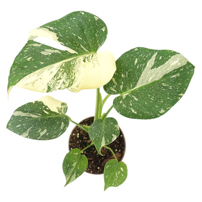 Monstera Thai Constellation
