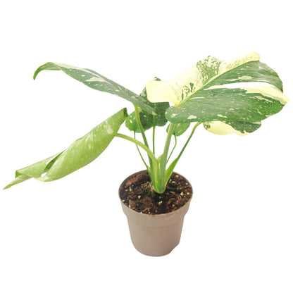 Monstera Thai Constellation