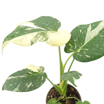 Monstera Thai Constellation
