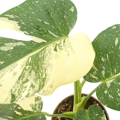 Monstera Thai Constellation