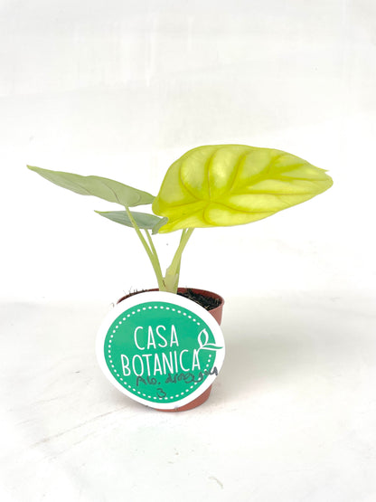 Alocasia Dragon Gold