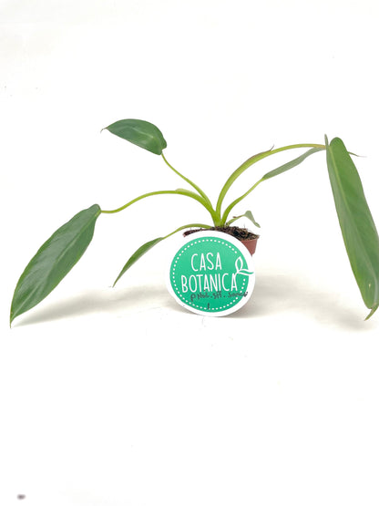 Philodendron Spiritus Sancti