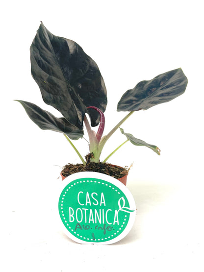Alocasia Infernalis Kapit Black Magic