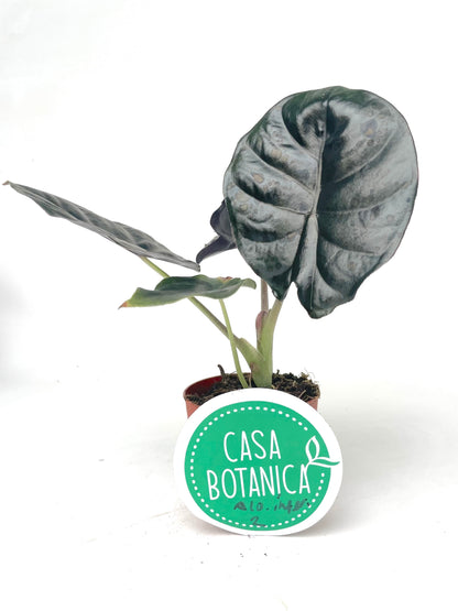 Alocasia Infernalis Kapit Black Magic