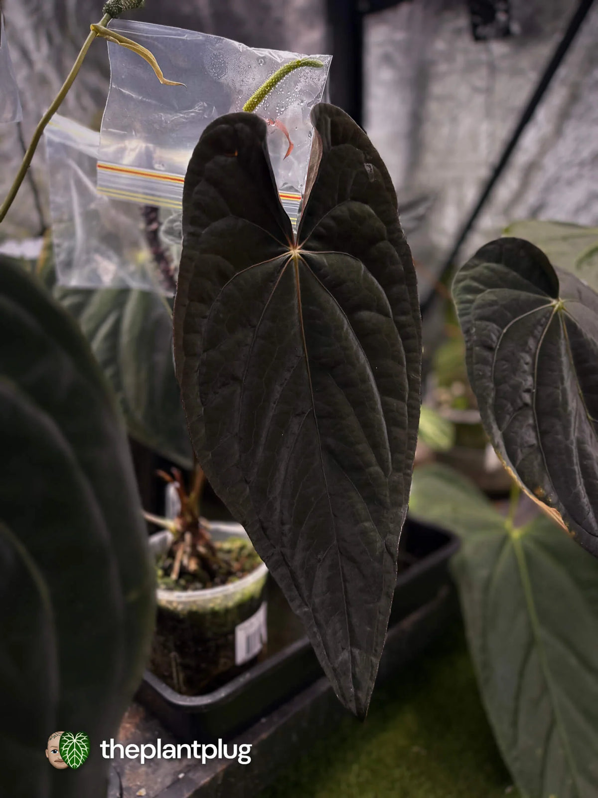 Selected Anthurium Deadpool X Twin Phoenix Narrow