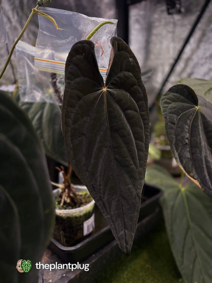 Selected Anthurium Deadpool X Twin Phoenix Narrow