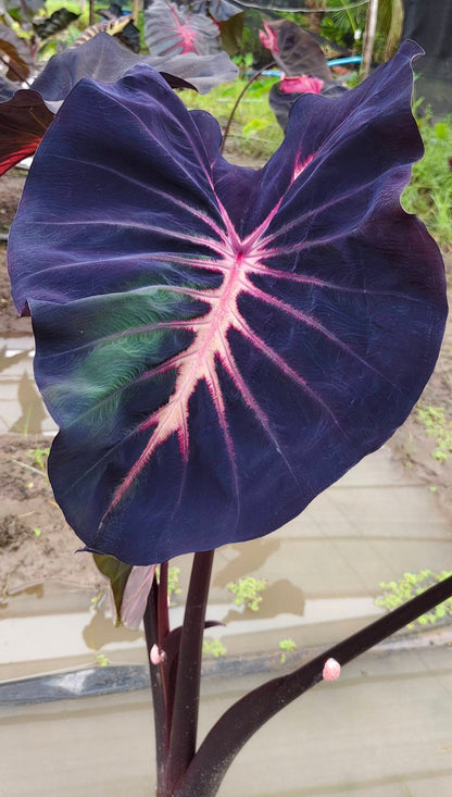 Colocasia Hybrid Evolution