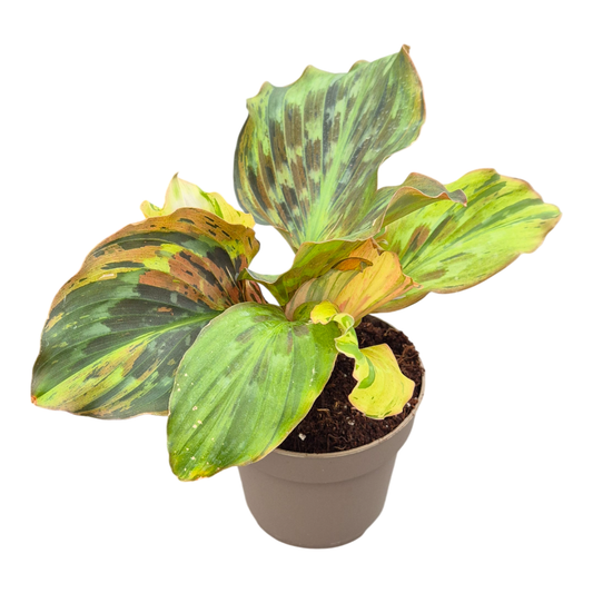 Kaempferia Variegata