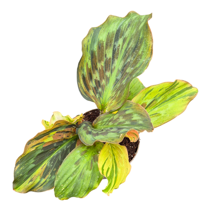 Kaempferia Variegata