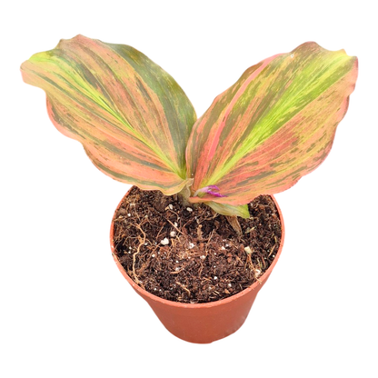 Kaempferia pulchra variegata Pink