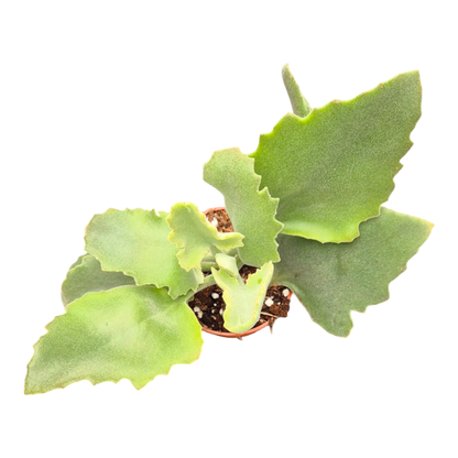 Kalanchoé Beharensis à feuilles roses