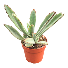 Kalanchoe Tomentosa