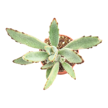 Kalanchoe tomentosa