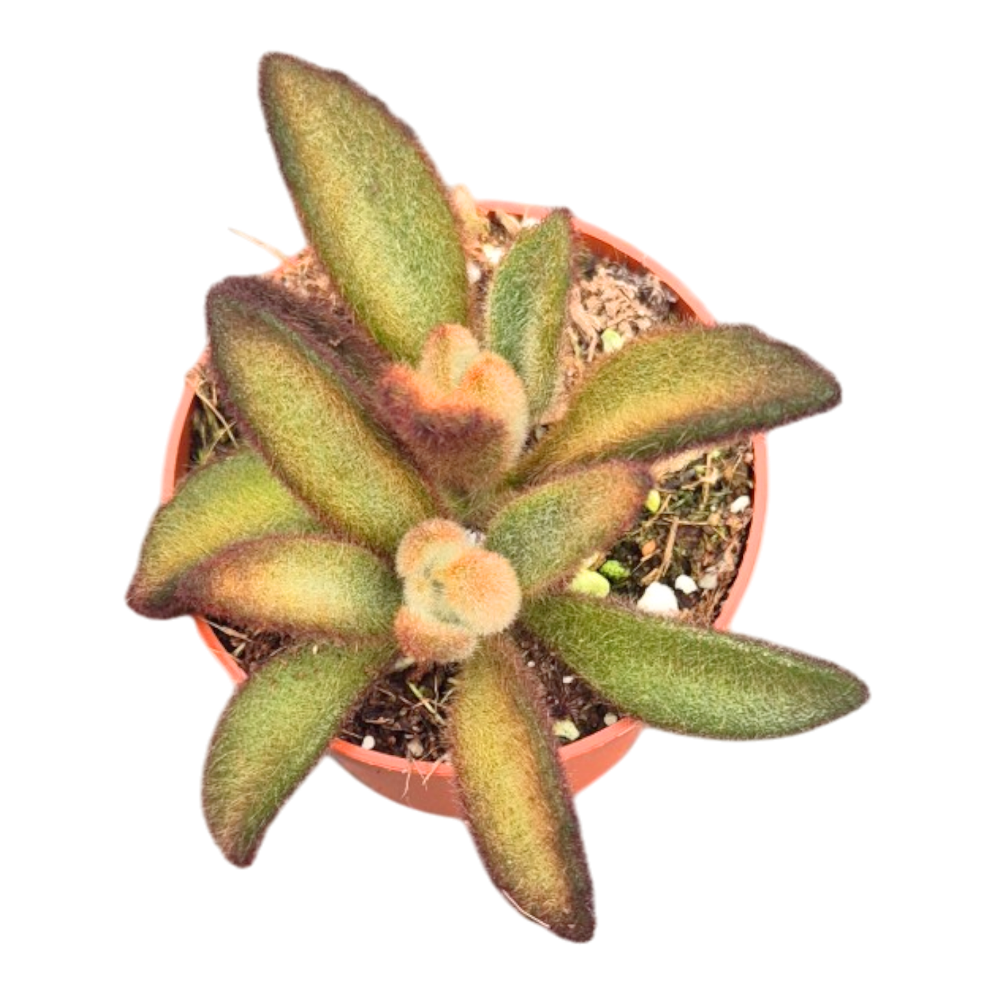Kalanchoe Tomentosa 'Chocolate Soldier'