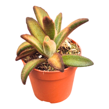 Kalanchoe Tomentosa Chocolate Soldier