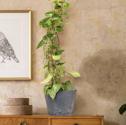 Flexible Stütze für Kokosnusspflanzen