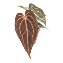 DocBlock Anthurium Black Widow® '43' X Red Velvet Cake® '24' LIVE SALE 1