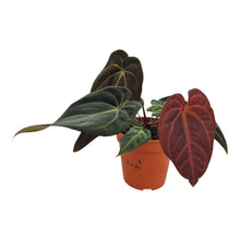 DocBlock Anthurium Black Widow® '43' X Red Velvet Cake® '24' LIVE SALE 2