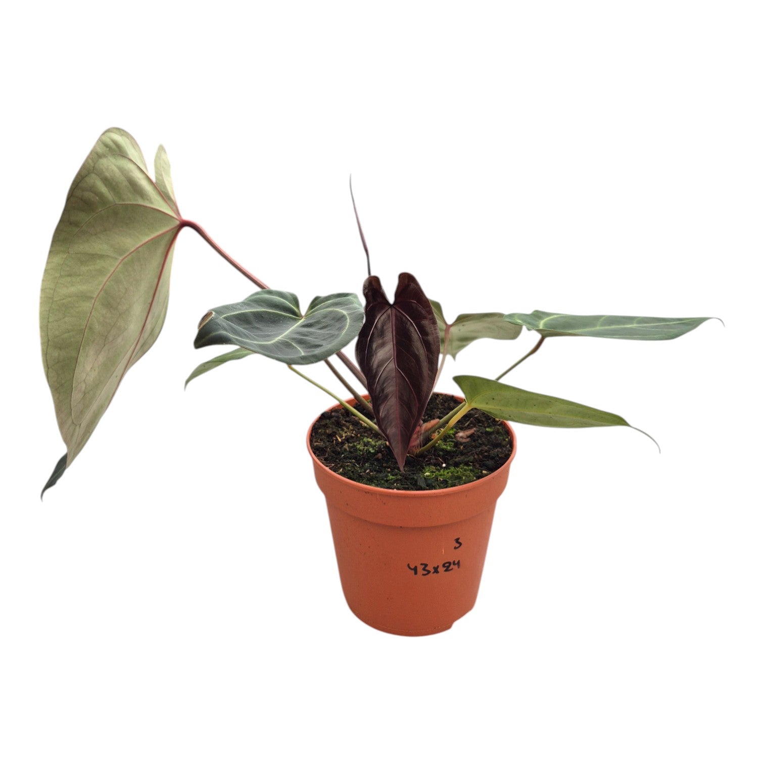 DocBlock Anthurium Black Widow® '43' X Red Velvet Cake® '24