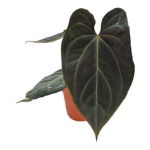DocBlock Anthurium Black Widow® '43' X Red Velvet Cake® '24' LIVE SALE 4