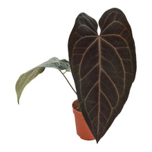 DocBlock Anthurium Black Widow® '43' X Red Velvet Cake® '24' LIVE SALE 5