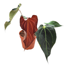 DocBlock Anthurium Black Widow® '43' X Red Velvet Cake® '24' LIVE SALE 6
