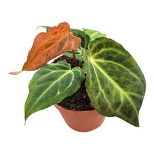 DocBlock Anthurium Black Widow® '43' X Red Velvet Cake® '24' Variegata LIVE SALE 1