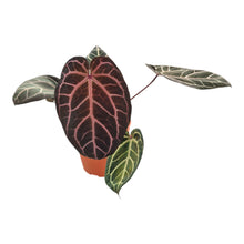 DocBlock Anthurium Brown Derby® '39' X Home, Sweet Home® '32' LIVE SALE 1