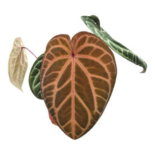 DocBlock Anthurium Angela® '35'