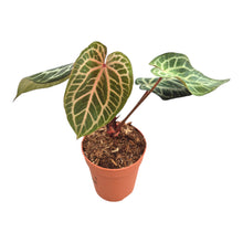DocBlock Anthurium Crystallinum® '8' x Zara '12' LIVE SALE 1