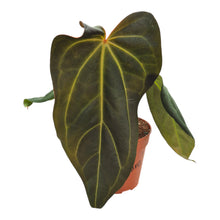 DocBlock Anthurium Dark & Handsome® '9' X Black Widow® '13' LIVE SALE 1
